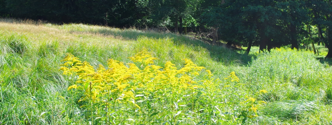 Skov